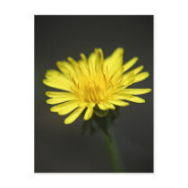 Dandelion postcard postcards