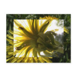 dandelion postcards