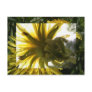dandelion postcards