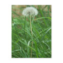 Dandelion postcards