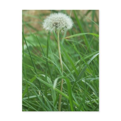 Dandelion Post Card by abadu44