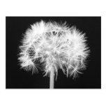 Dandelion Postcard