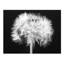 Dandelion Postcard