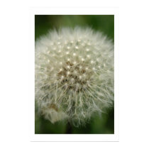 Dandelion posters