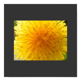 Dandelion poster print