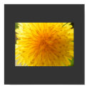 Dandelion poster posters by ribizlifozelek Dandelion poster posters