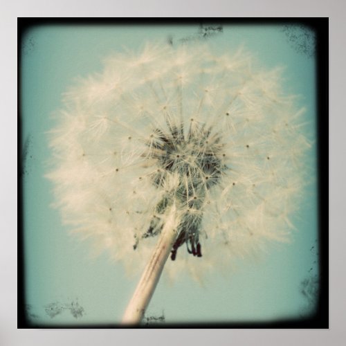 Dandelion Poster print