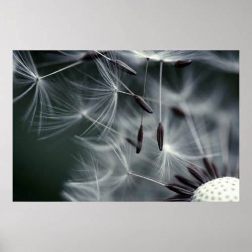 Dandelion print