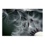 Dandelion Dandelion