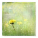 Dandelion posters by OccasionalOasis Dandelion posters