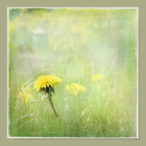Dandelion posters