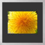 Dandelion poster