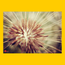 ~DANDELION~ posters