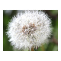 Dandelion Poster