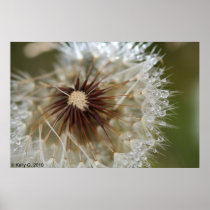 Dandelion Posters