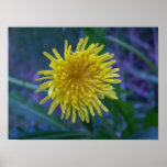 Dandelion Poster posters