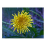 dandelion, yellow, yellow flower, weed, weeds,