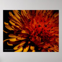 Dandelion Poster