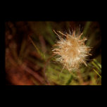Dandelion Poster posters