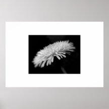 Dandelion Posters