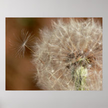 Dandelion Posters