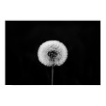 Dandelion Print Dandelion Print