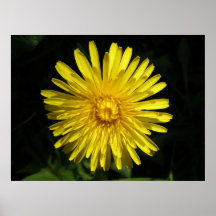 Dandelion Print