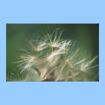 Dandelion Print on Canvas canvas prints
