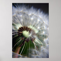 Dandelion print posters