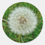 Dandelion Products Sticker