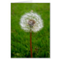 Dandelion Puff Greeting Cards