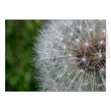 Dandelion Puff Cards