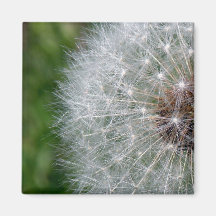 Dandelion Puff Fridge Magnets