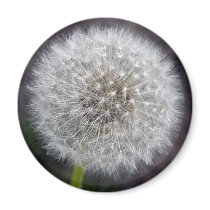 Dandelion Puff Magnet by ashale8 Dandelion Puff Magnet