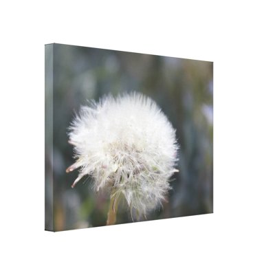 dandelion canvas print