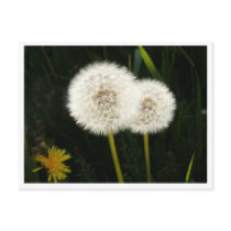 Dandelion Puffs Post card postcards