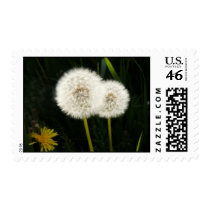 Dandelion Puffs Stamps stamps