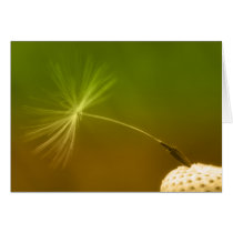 Dandelion Seed Greeting Cards