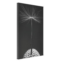 Dandelion Seed Photo on Canvas Stretched Canvas Print