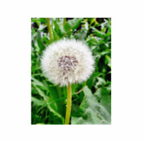 Dandelion Seed photo sculptures