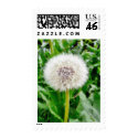 Dandelion Seed postage by lifesphere Dandelion Seed postage