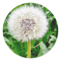 Dandelion Seed stickers by lifesphere Dandelion Seed stickers