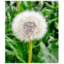Dandelion Seed t-shirts by lifesphere Dandelion Seed t-shirts