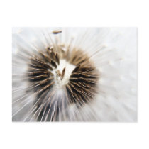 Dandelion Seeds postcard - Macro
