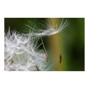 Dandelion Seeds Poster posters