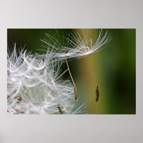 Dandelion Seeds Poster print