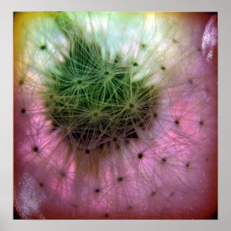 Dandelion Seeds print