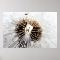 Dandelion Seeds Print - Macro posters