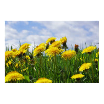Dandelion sky poster