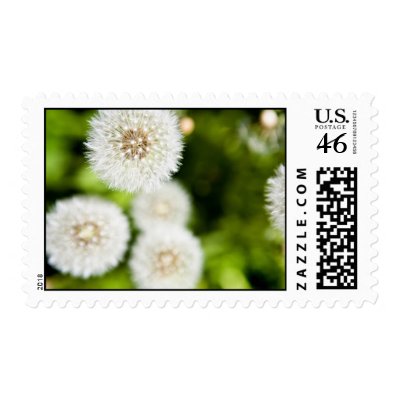 Dandelion Stamp by mindystrauss